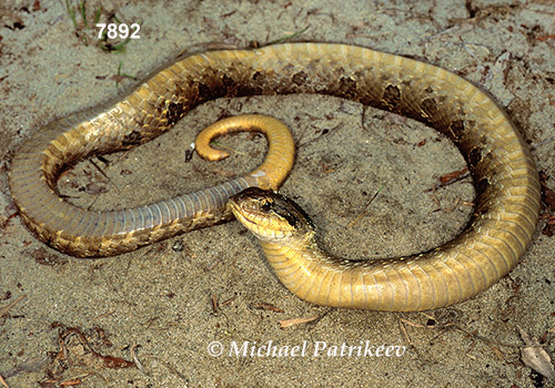 Eastern Hognose Snake (Heterodon platirhinos)